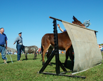 Saddle Up for Fun at the Iconic Pea Ridge Mule Jump